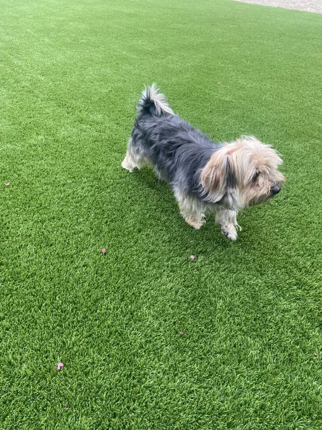 Dog on pet turf installed in Perris, CA