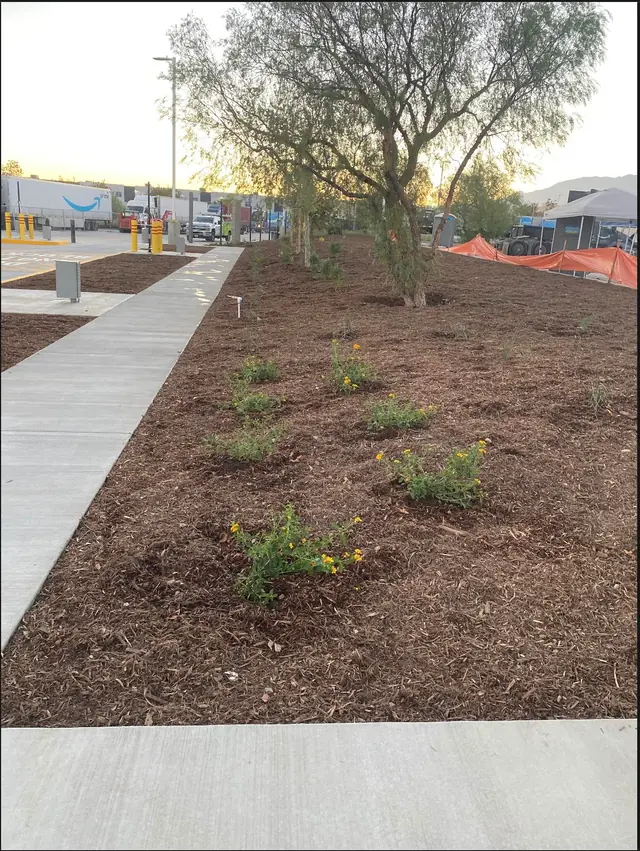 Mulch bed with new plantings in Perris, CA